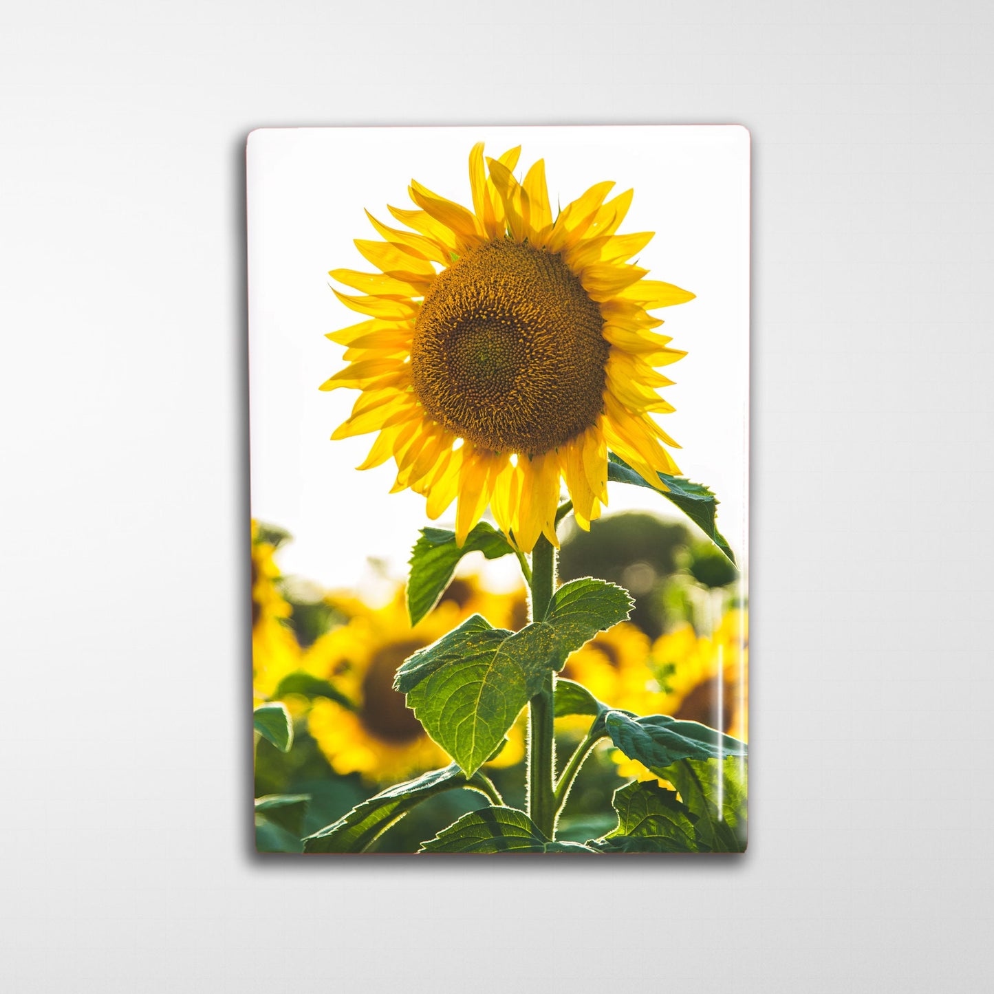 50 Custom Refrigerator Magnets 2x3"