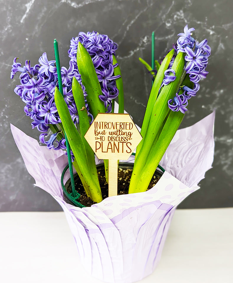 Funny Plant stakes, funny plant markers, snarky plant marker, garden markers, plant marker set, garden decor, gift for garden lover