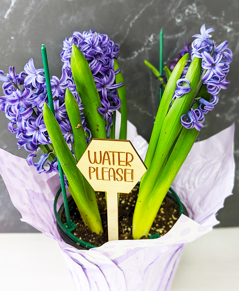 Funny Plant stakes, funny plant markers, snarky plant marker, garden markers, plant marker set, garden decor, gift for garden lover