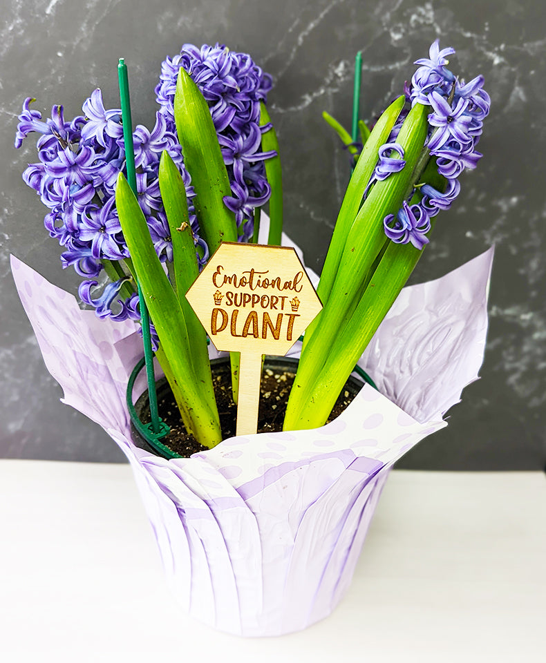 Funny Plant stakes, funny plant markers, snarky plant marker, garden markers, plant marker set, garden decor, gift for garden lover