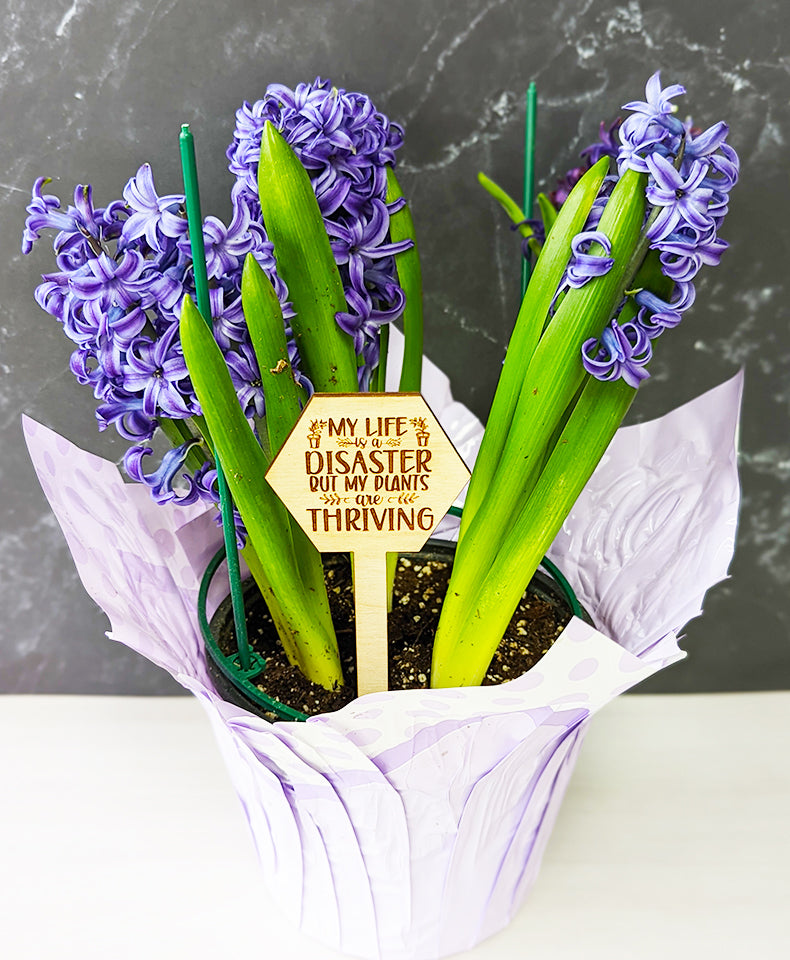 Funny Plant stakes, funny plant markers, snarky plant marker, garden markers, plant marker set, garden decor, gift for garden lover